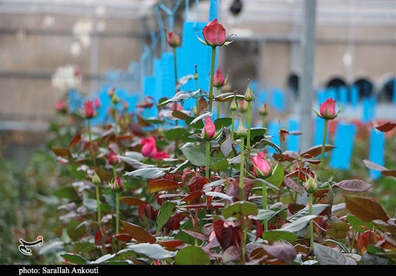 استان کرمان , 