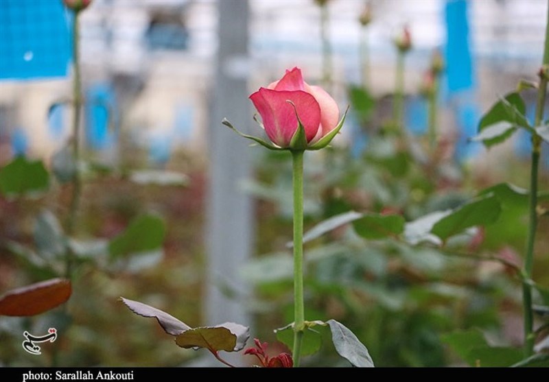 استان کرمان , 