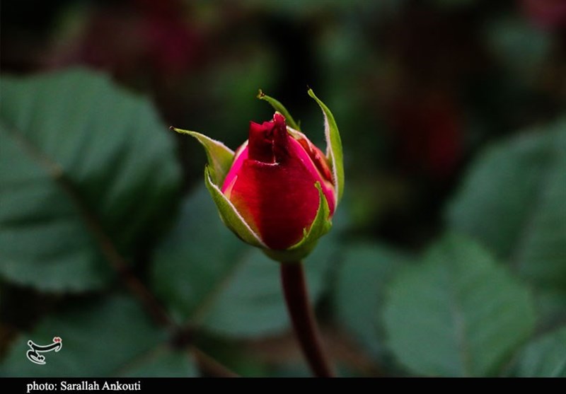 استان کرمان , 