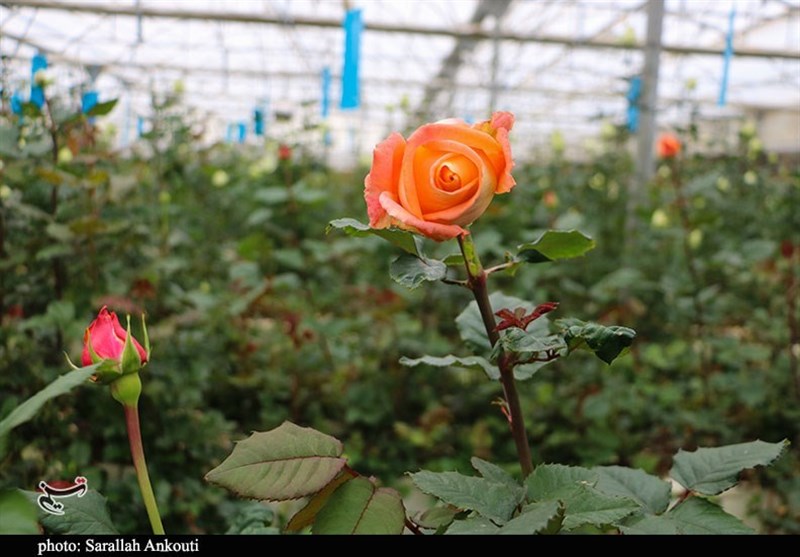 استان کرمان , 