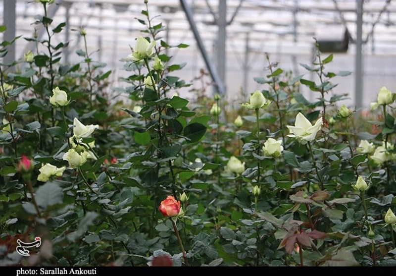 استان کرمان , 