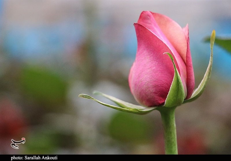 استان کرمان , 