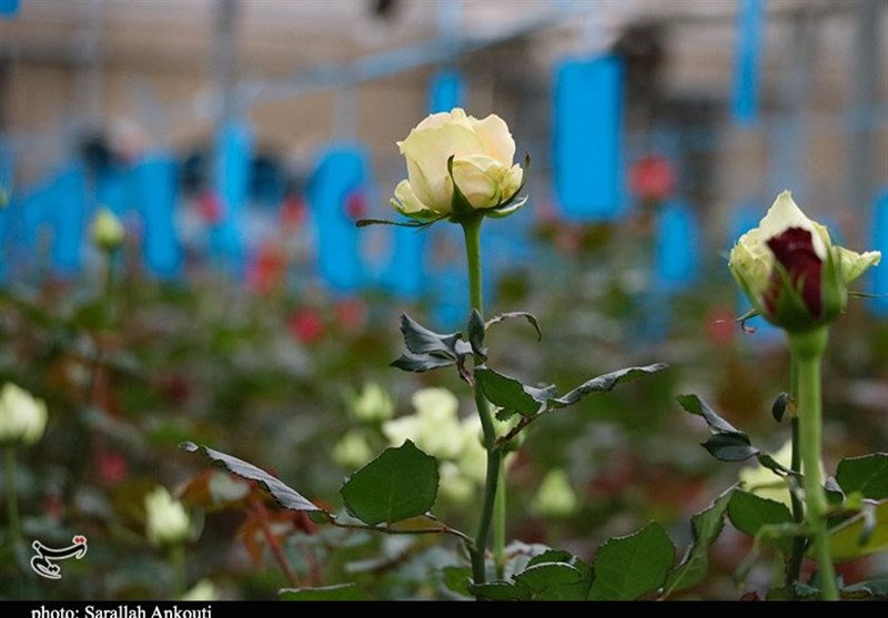 استان کرمان , 