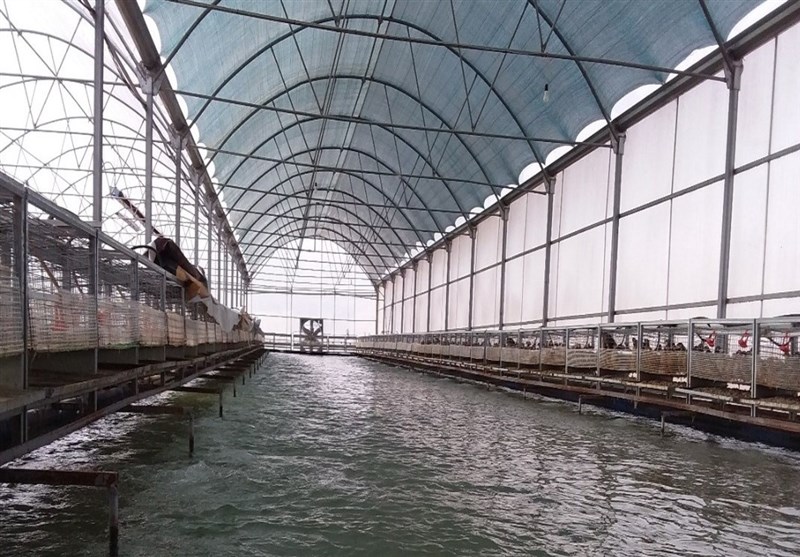 شرکت های دانش بنیان , 