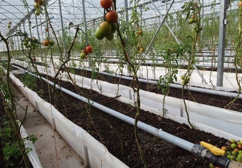 شرکت های دانش بنیان , 