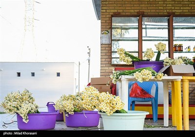 برداشت گل نرگس- بهبهان