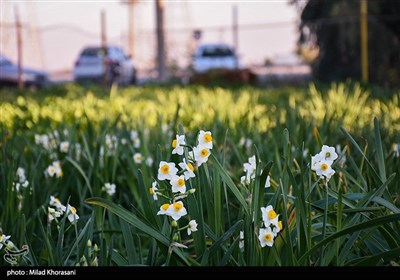 برداشت گل نرگس- بهبهان
