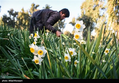 برداشت گل نرگس- بهبهان