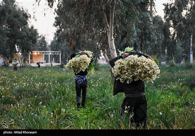 برداشت گل نرگس- بهبهان