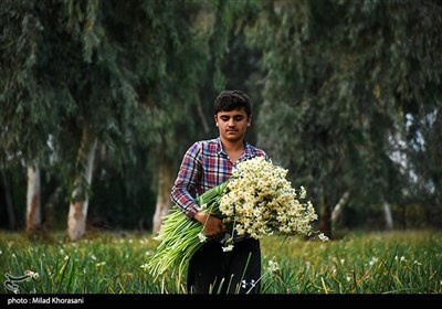 برداشت گل نرگس- بهبهان
