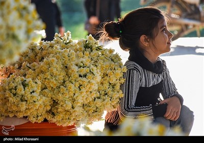 برداشت گل نرگس- بهبهان