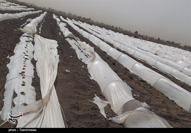 کشاورزی , استان کرمان ,