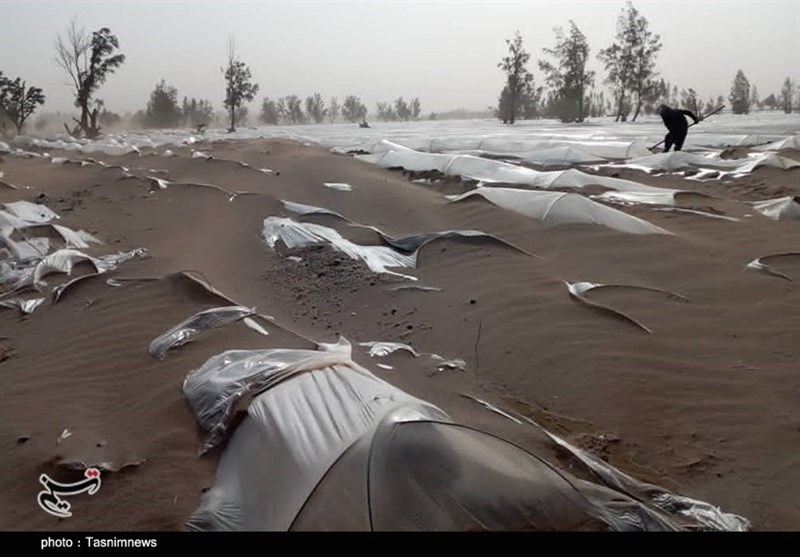 کشاورزی , استان کرمان ,