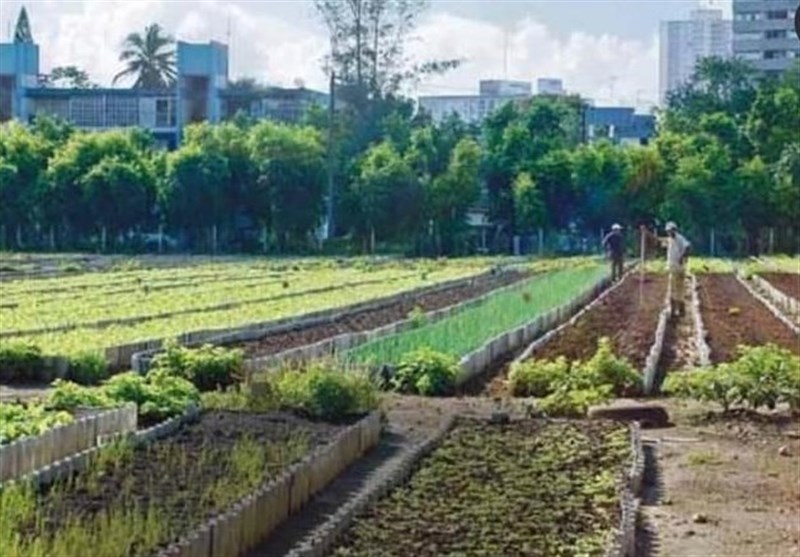 «معجزه آبخیزداری»|اشتغال 800 میلیون نفری کشاورزی شهری در دنیا