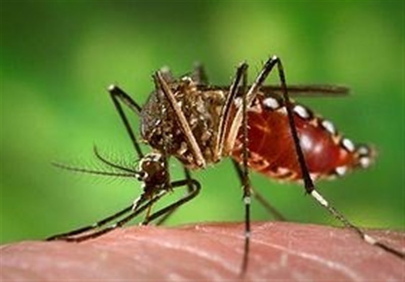 آن‌چه باید از "تب دنگی" بدانید/علائم و راه تشخیص بیماری