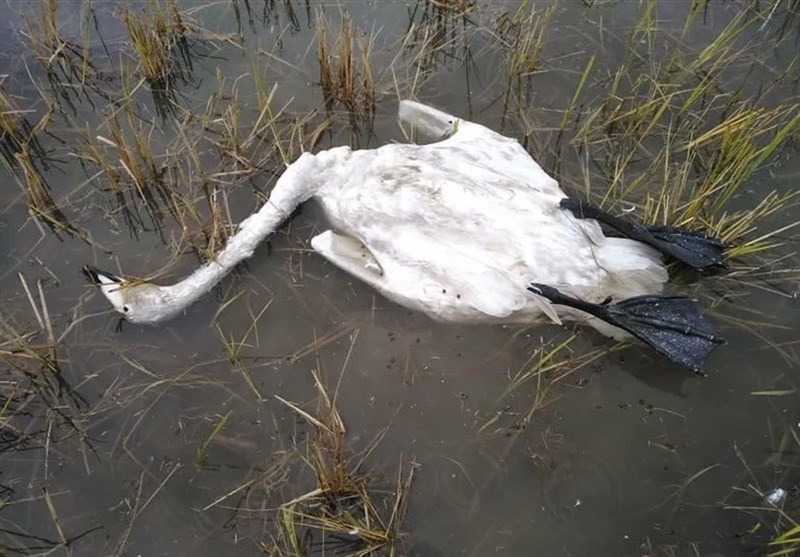 بحران های محیط زیست , سازمان محیط زیست , پرنده ,