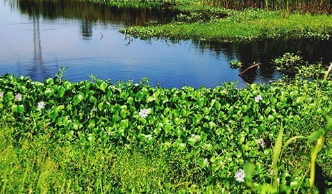 بحران های محیط زیست , سازمان محیط زیست , تالاب‌های ایران , تالاب انزلی , 