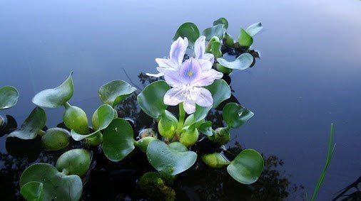 بحران های محیط زیست , سازمان محیط زیست , تالاب‌های ایران , تالاب انزلی , 