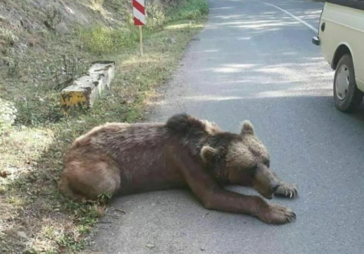 بحران های محیط زیست , سازمان محیط زیست ,