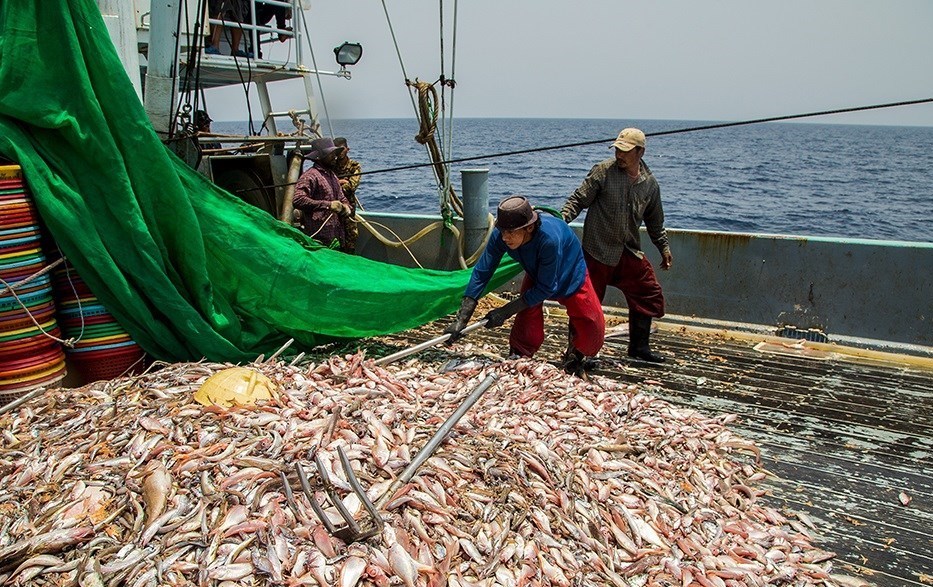 صید ترال , ماهی تیلاپیا , 