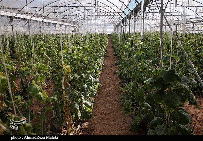 استان کرمان , کشاورزی , 