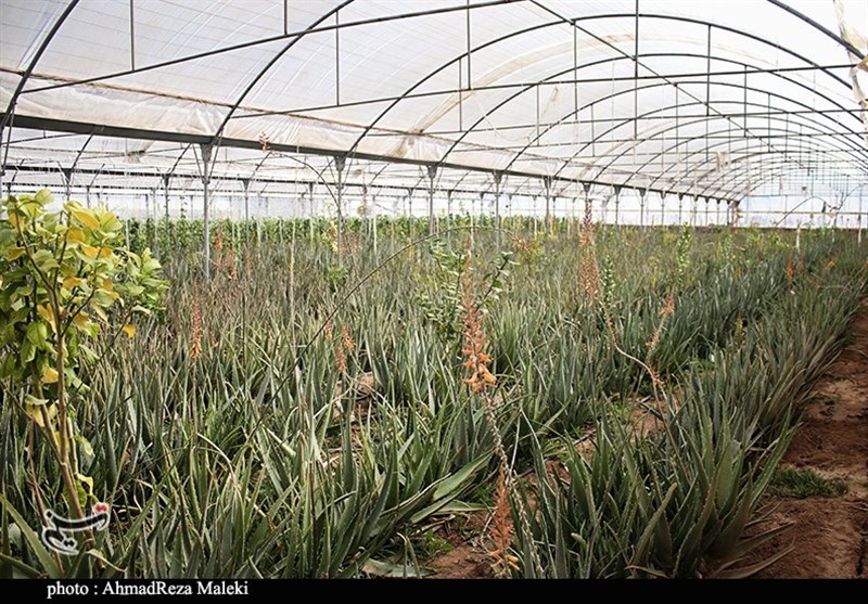 استان کرمان , کشاورزی , 