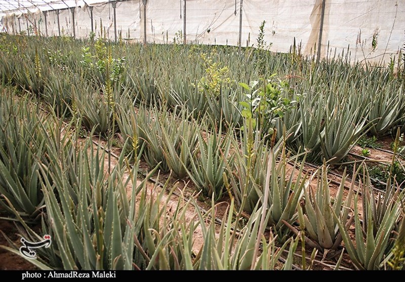 استان کرمان , کشاورزی , 