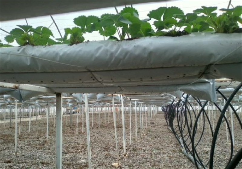 روزگار ناخوش "کشت گلخانه‌ای" در زنجان با اقدامات غیرکارشناسی دولت / وام‌های با بهره کمر کارآفرینان را خم کرد+ فیلم