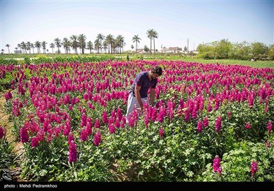 برداشت گل در روستای شبیشه شهرستان حمیدیه