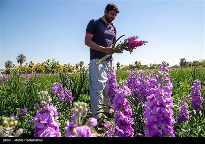 برداشت گل در روستای شبیشه شهرستان حمیدیه