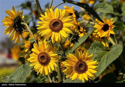 برداشت گل در روستای شبیشه شهرستان حمیدیه