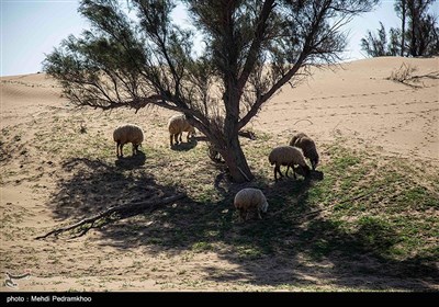 زخم زباله بر تن پارک گمبوعه