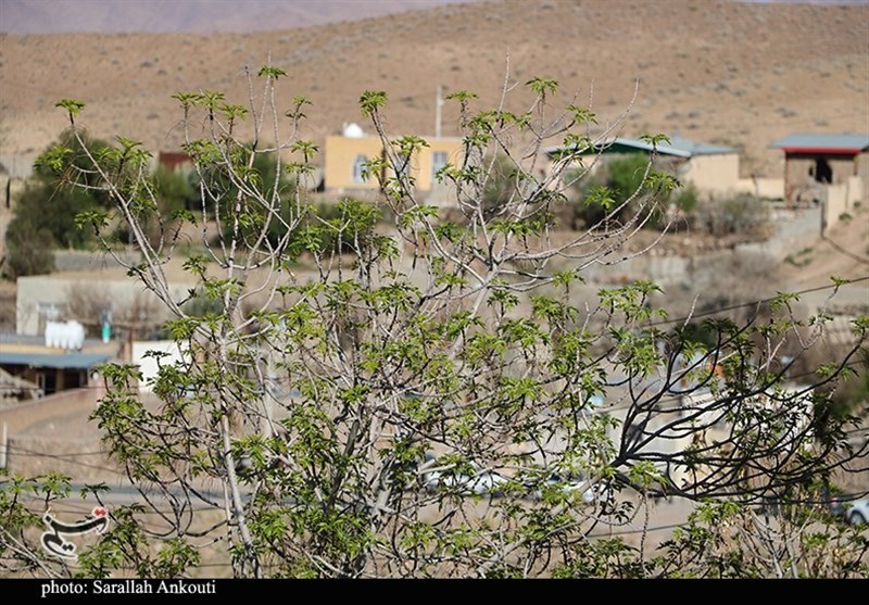 استان کرمان , 