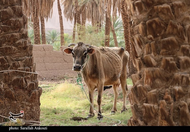 استان کرمان , 