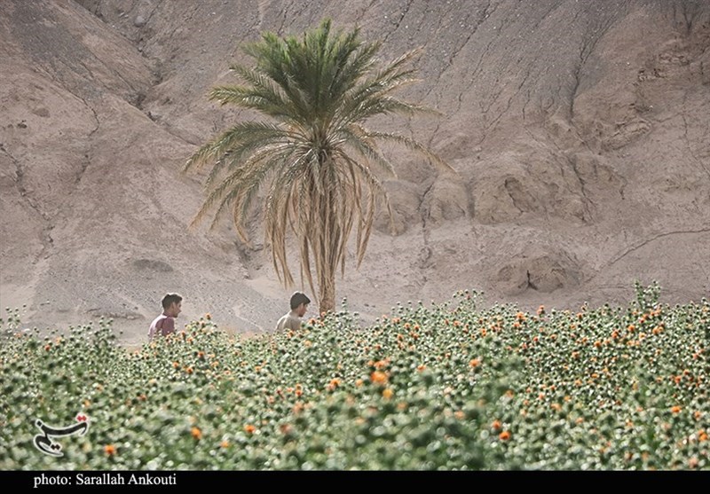 استان کرمان , 