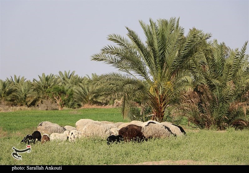 استان کرمان , 