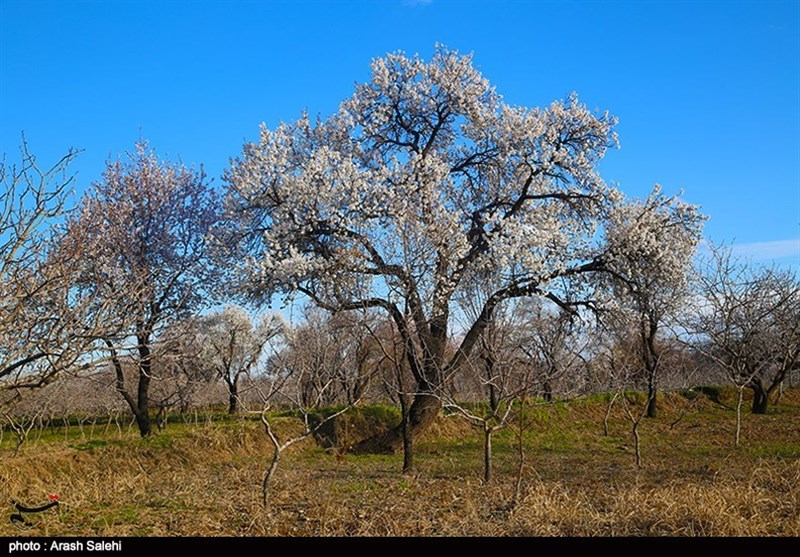 استانداری قزوین , شورای اسلامی استان قزوین , گردشگری سلامت , عید نوروز , 