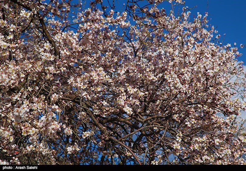 استانداری قزوین , شورای اسلامی استان قزوین , گردشگری سلامت , عید نوروز , 