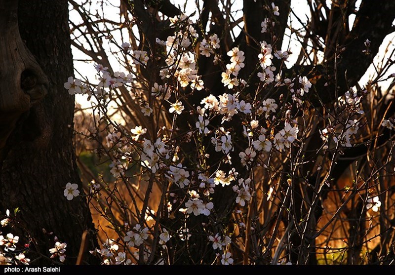 استانداری قزوین , شورای اسلامی استان قزوین , گردشگری سلامت , عید نوروز , 