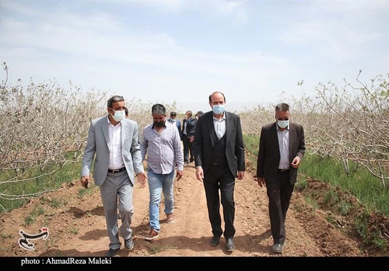 استان کرمان , کشاورزی ,