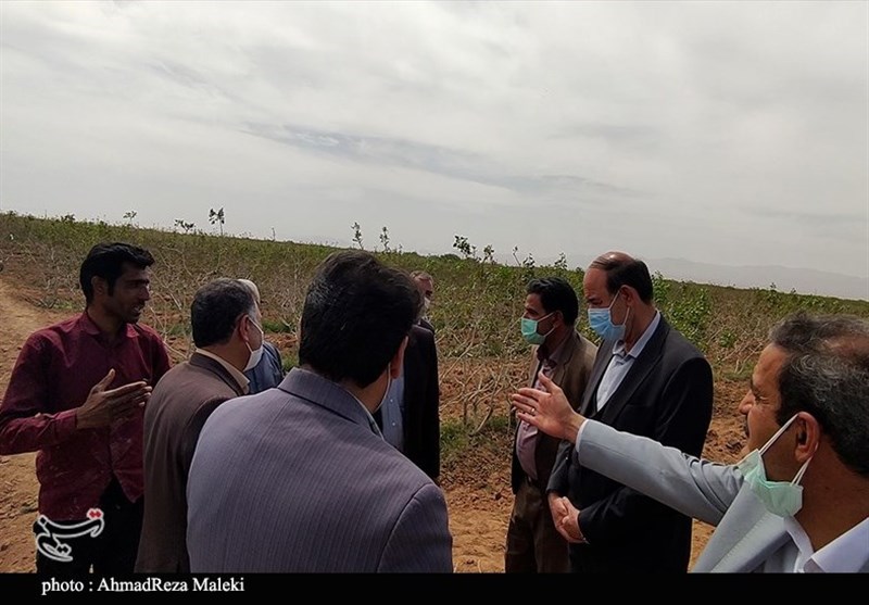 استان کرمان , کشاورزی ,