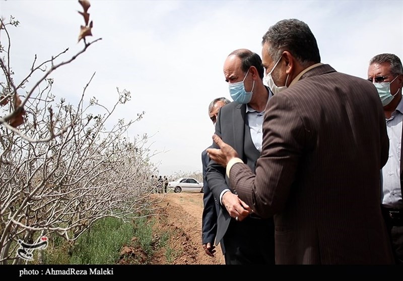 استان کرمان , کشاورزی ,