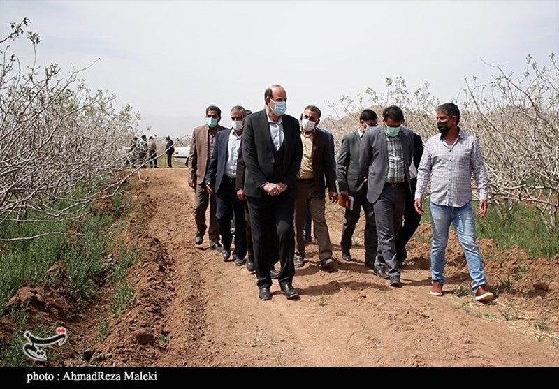 استان کرمان , کشاورزی ,