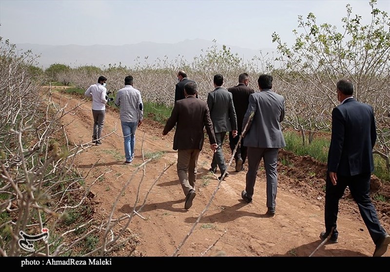 استان کرمان , کشاورزی ,