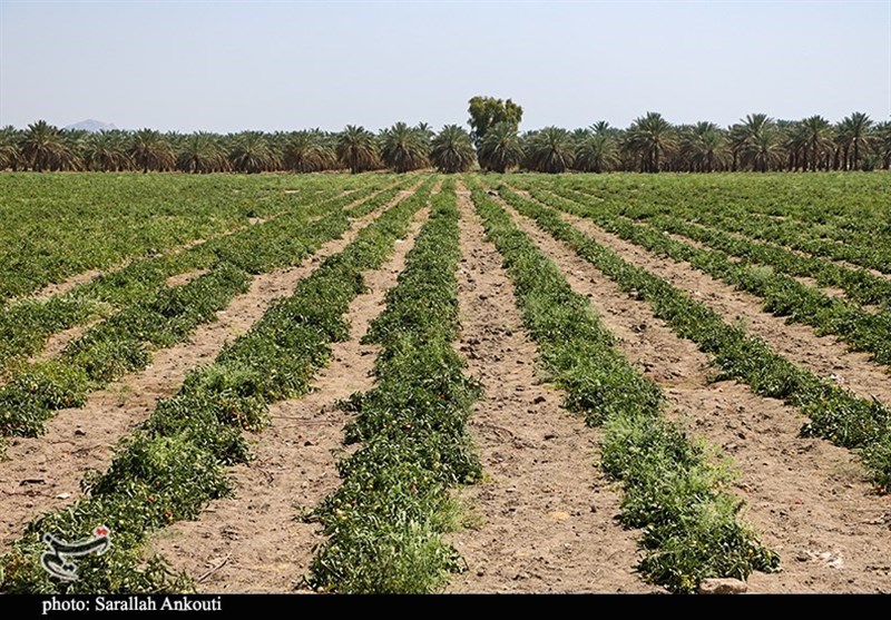استان کرمان , کشاورزی , 