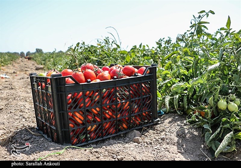 استان کرمان , کشاورزی , 