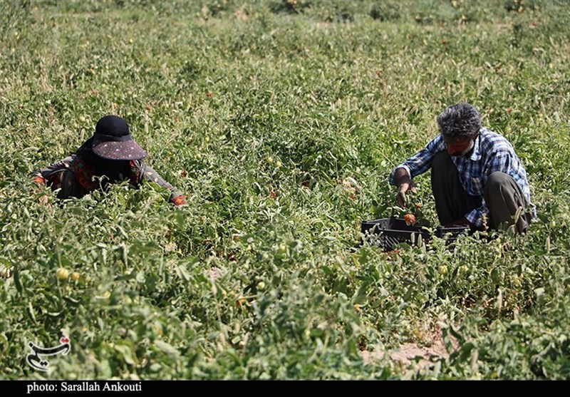 استان کرمان , کشاورزی , 