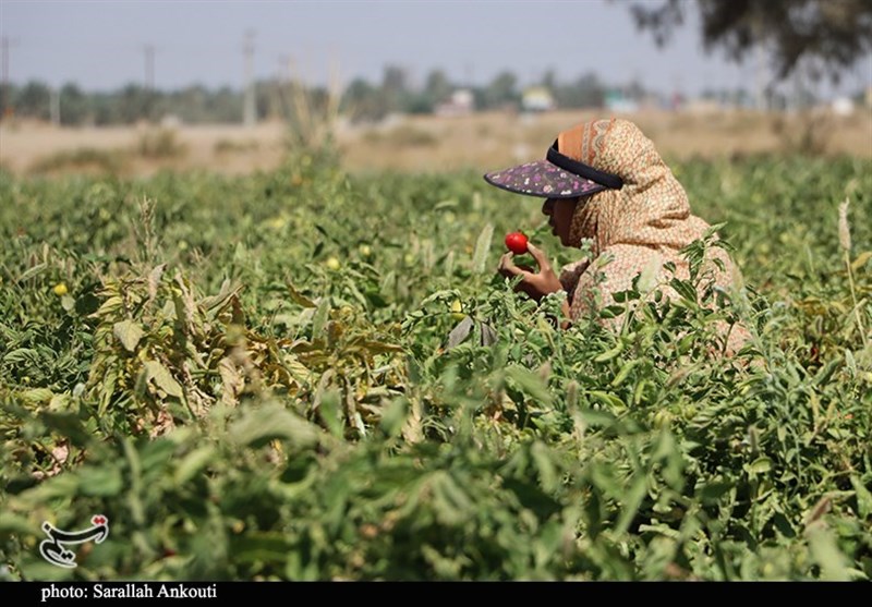 استان کرمان , کشاورزی , 