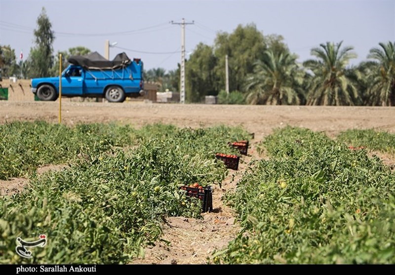 استان کرمان , کشاورزی , 