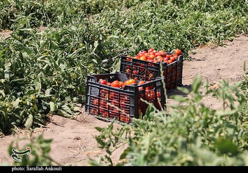 استان کرمان , کشاورزی , 